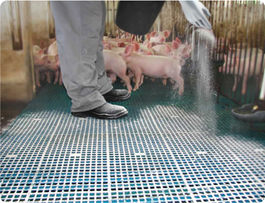 Aplicando pigfort nas creches antes da introdução dos leitões