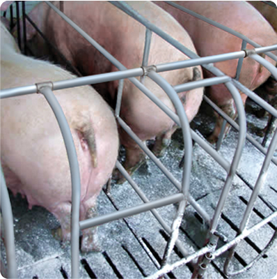 Pigfort aplicado nas baias das matrizes