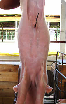 Cicatrização em 24 horas