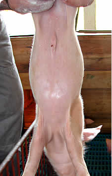 Cicatrização em 48 horas