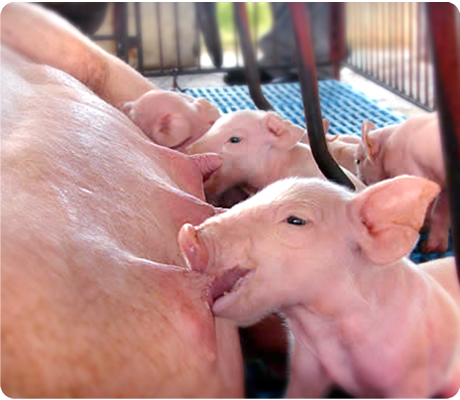 Tempo para a primeira mamada de colostro é reduzido