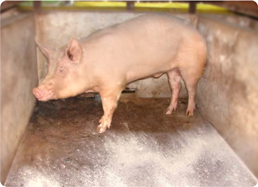 Pigfort proporciona maior segurança na locomoção e aprumo dos reprodutores